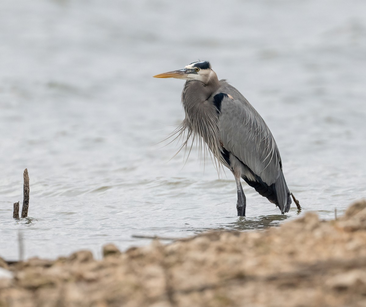 herodiashegre - ML647527421