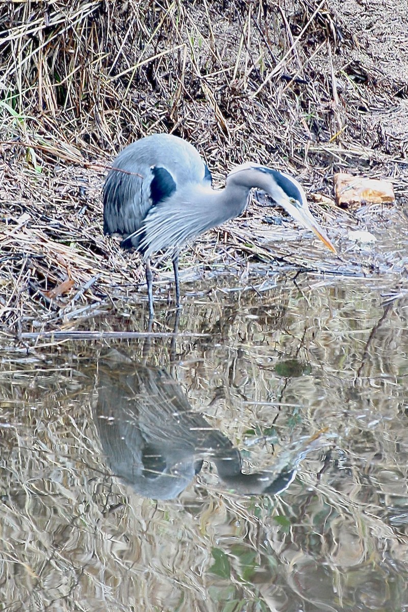 herodiashegre - ML647527422