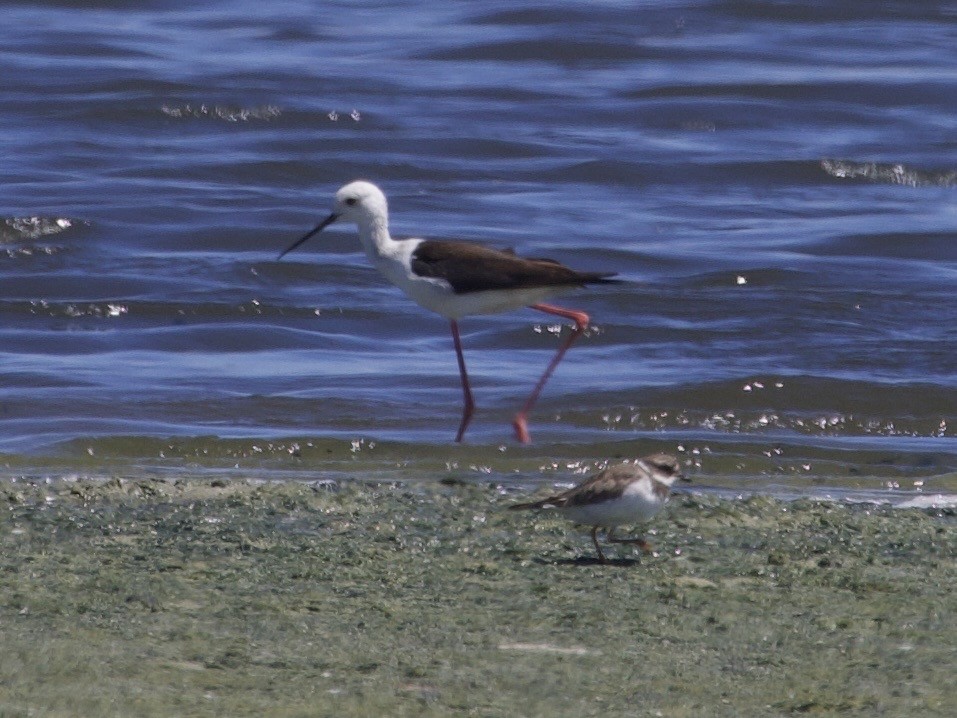 stylteløper - ML647527423