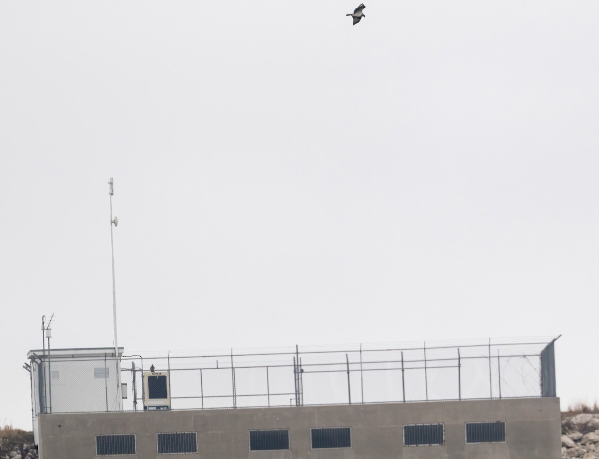 fiskeørn - ML647527425