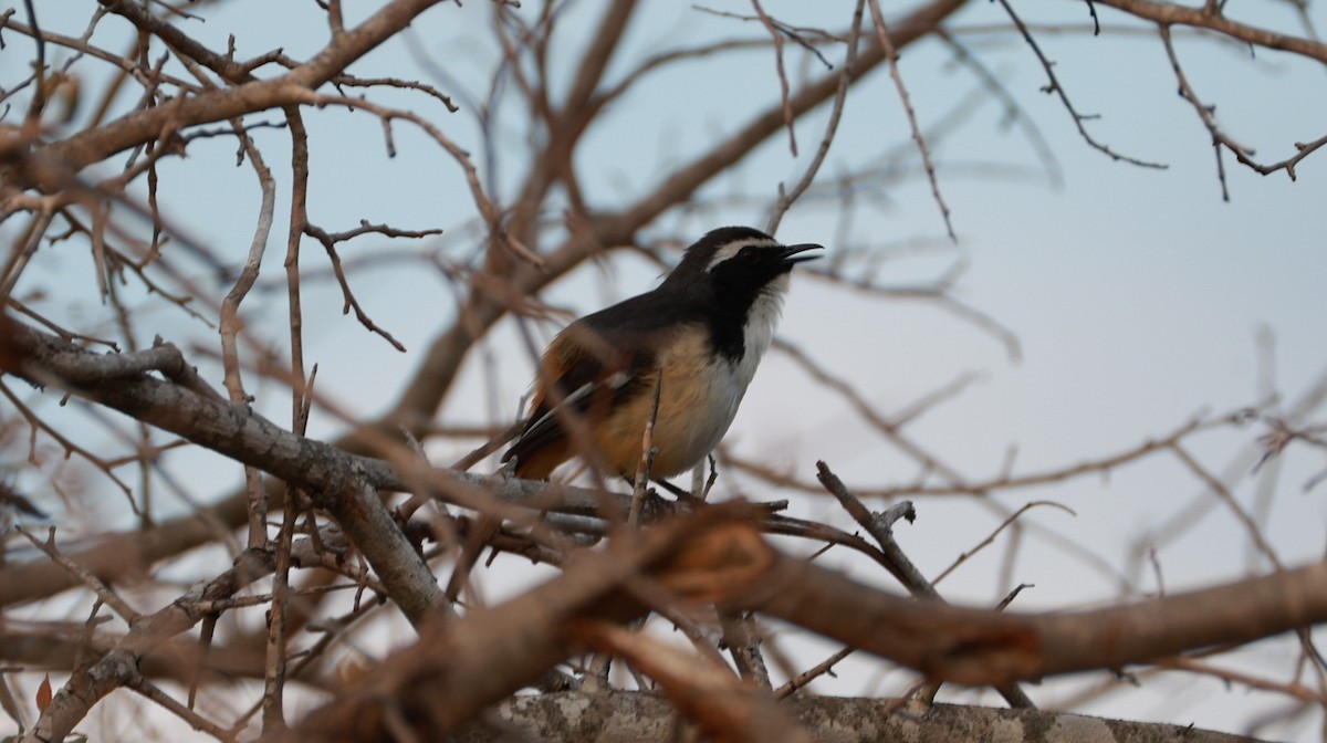 torntrosteskvett - ML647527426