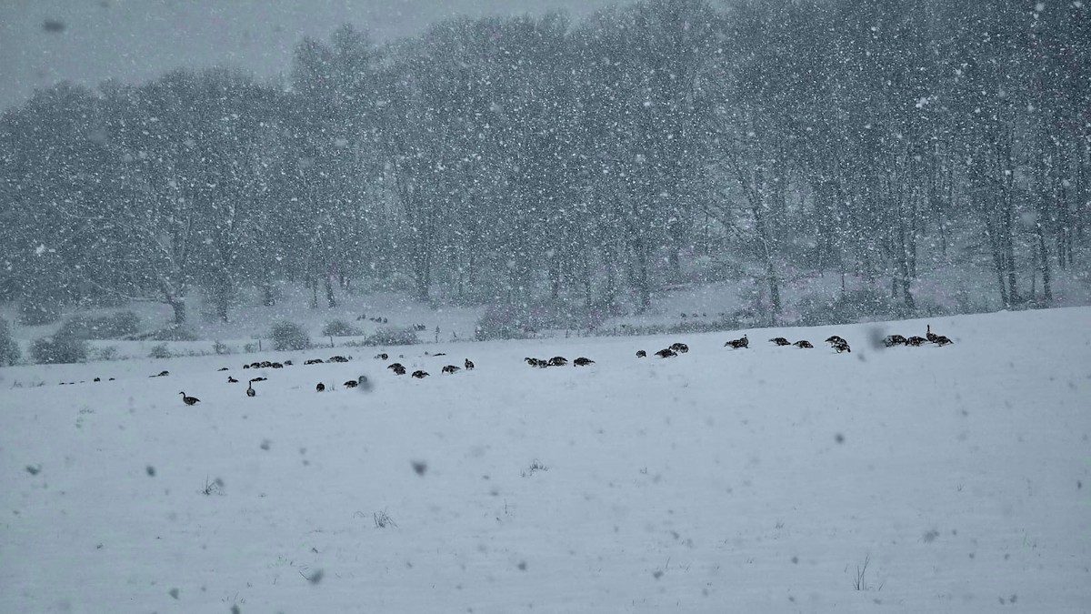 kanadagås - ML647527427