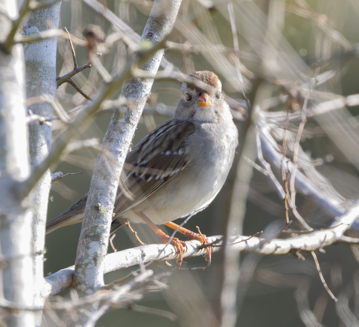 hvitkronespurv - ML647527428