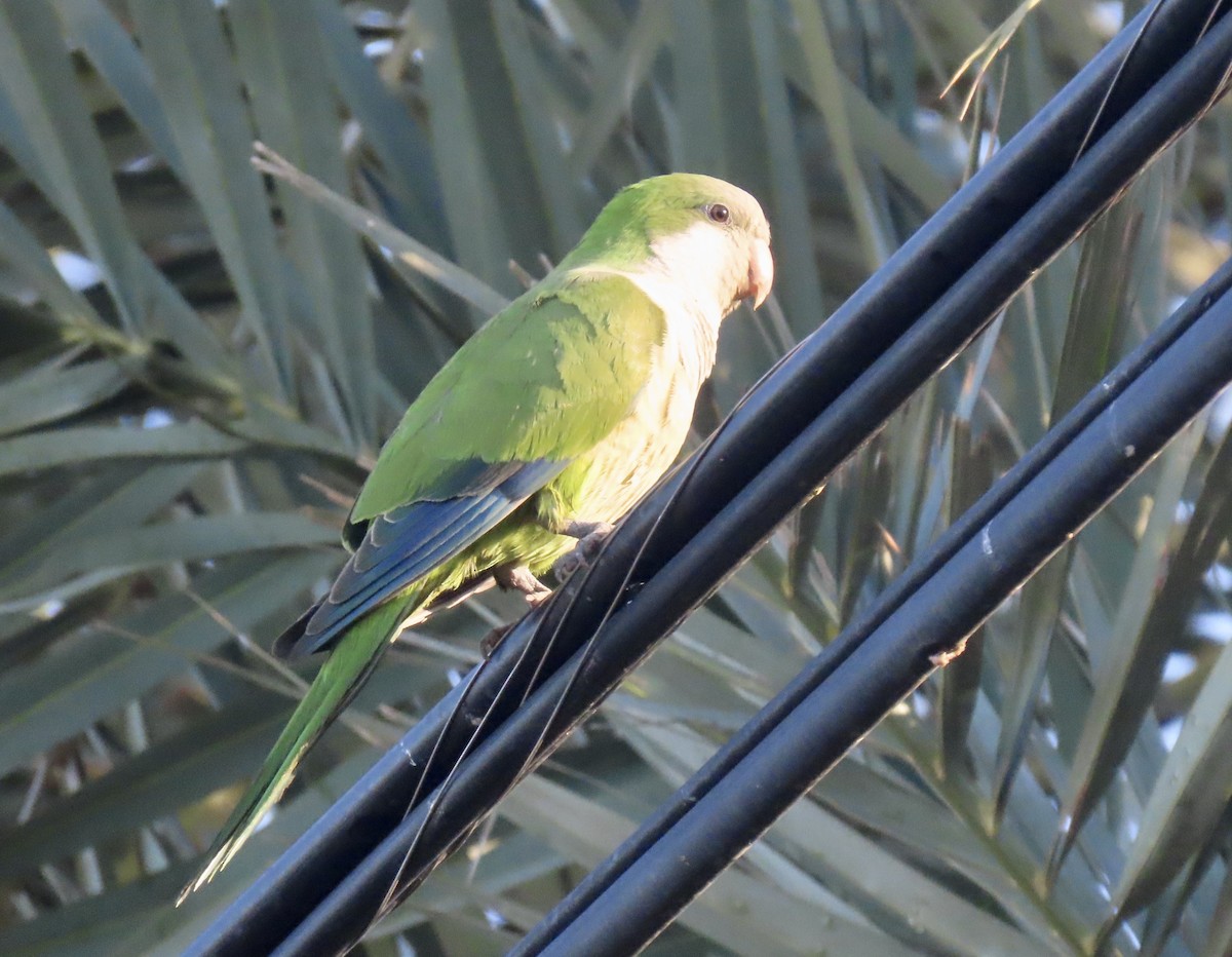 Mönchssittich - ML647527430