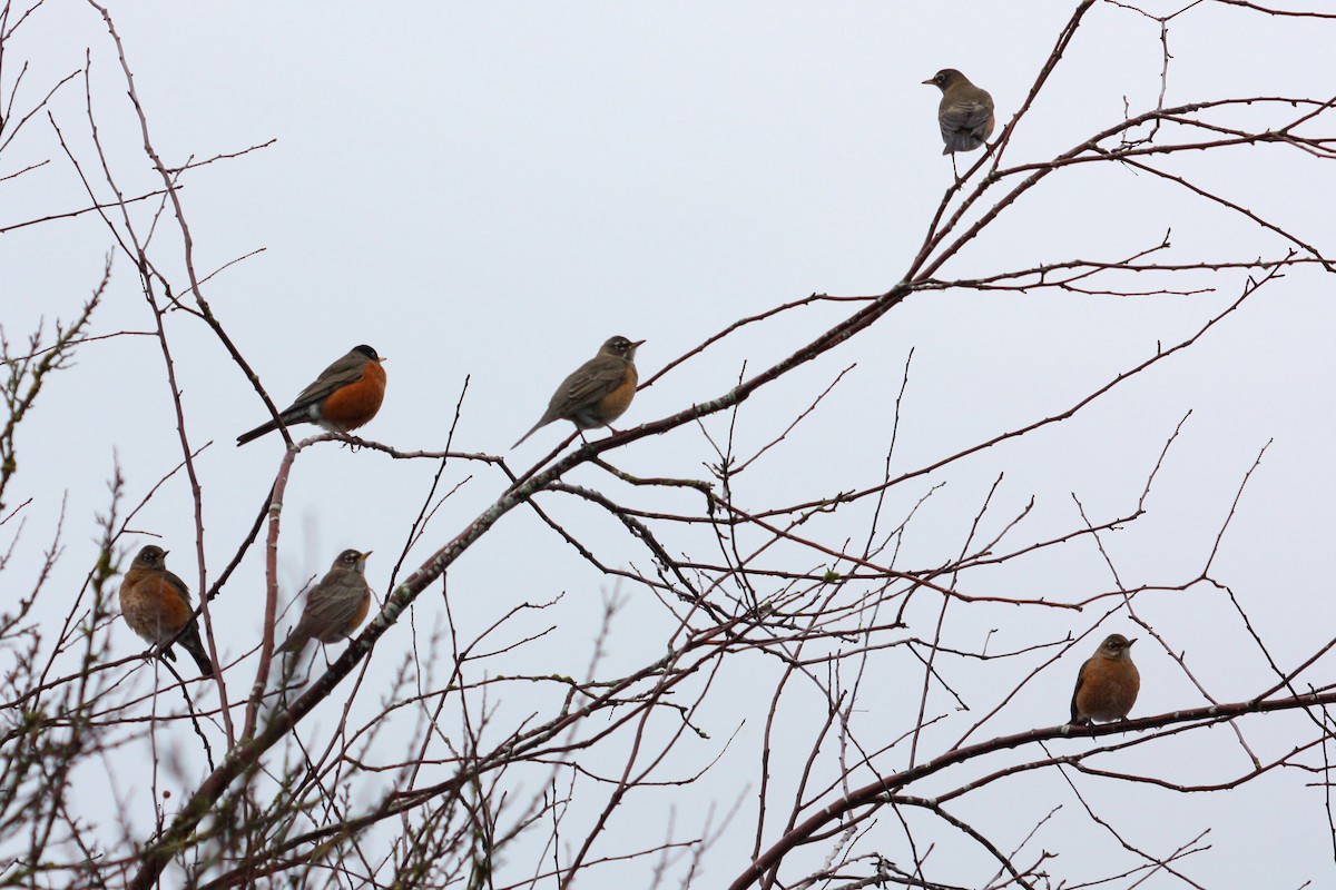 vandretrost - ML647527431