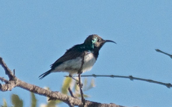 talatalasolfugl - ML647527432