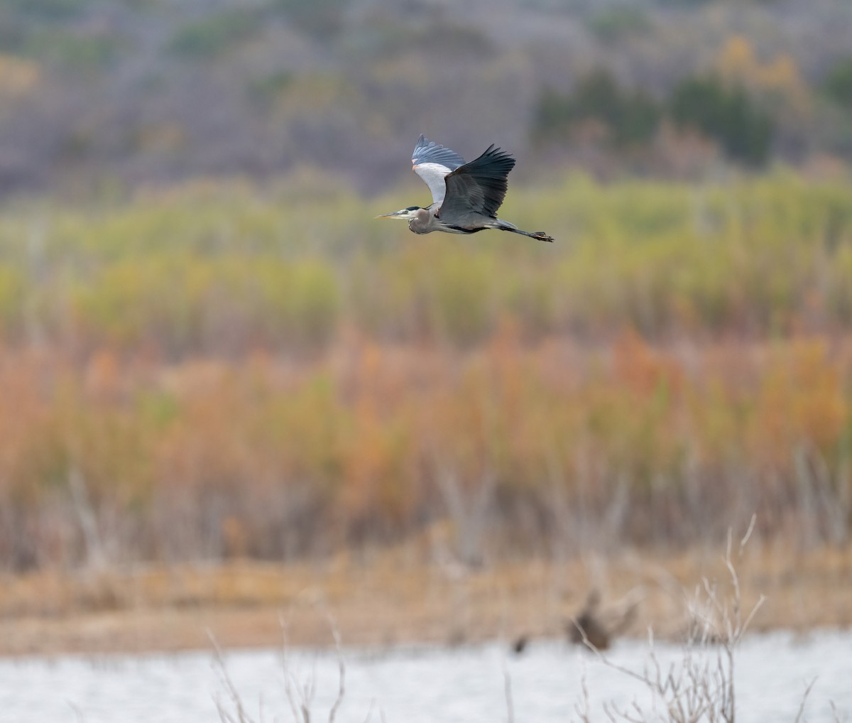 herodiashegre - ML647527433