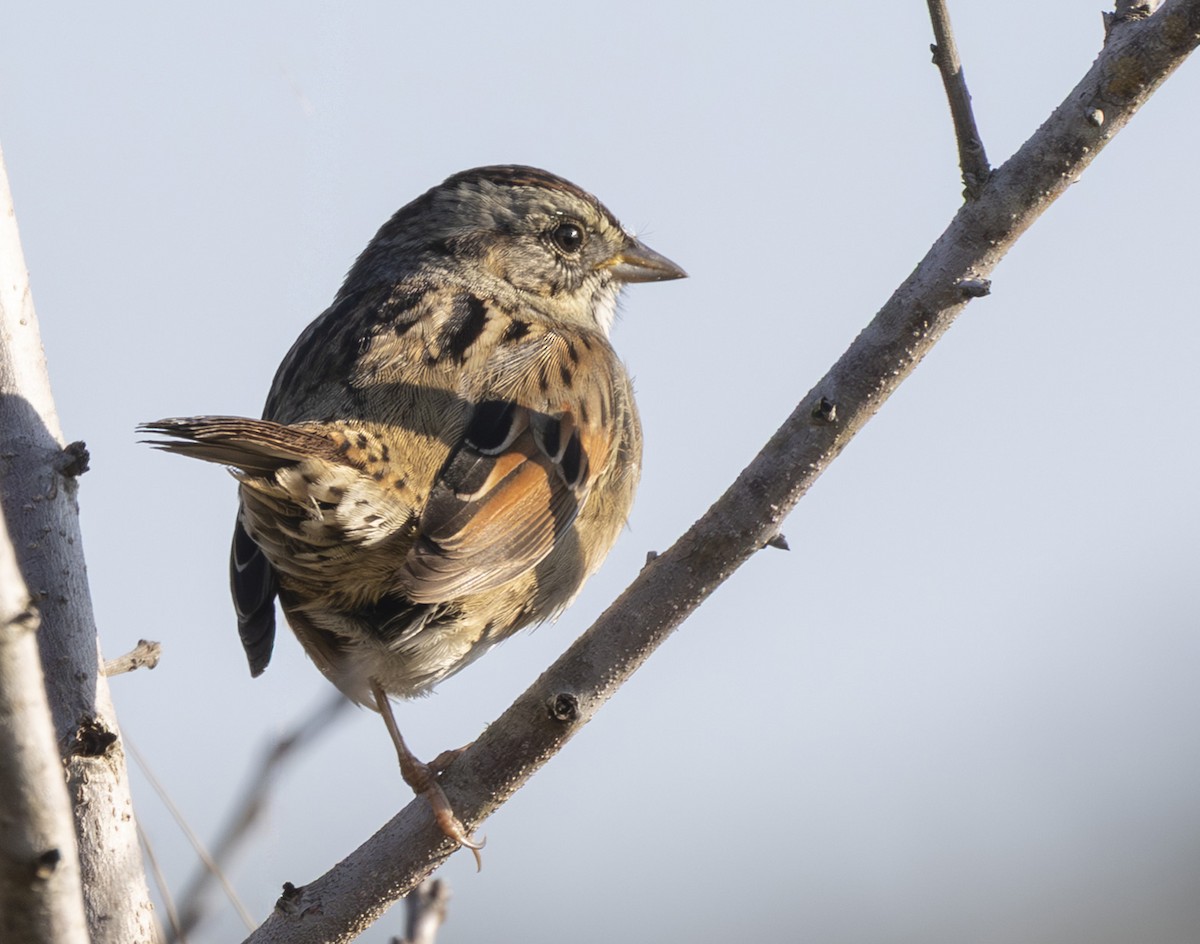 sumpspurv - ML647527434