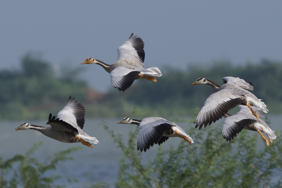 stripegås - ML647527435