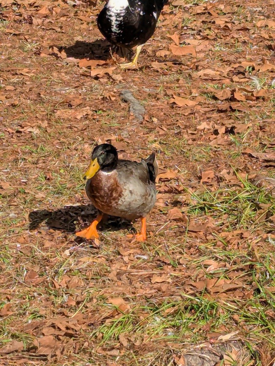 stokkand (domestisert) - ML647527443