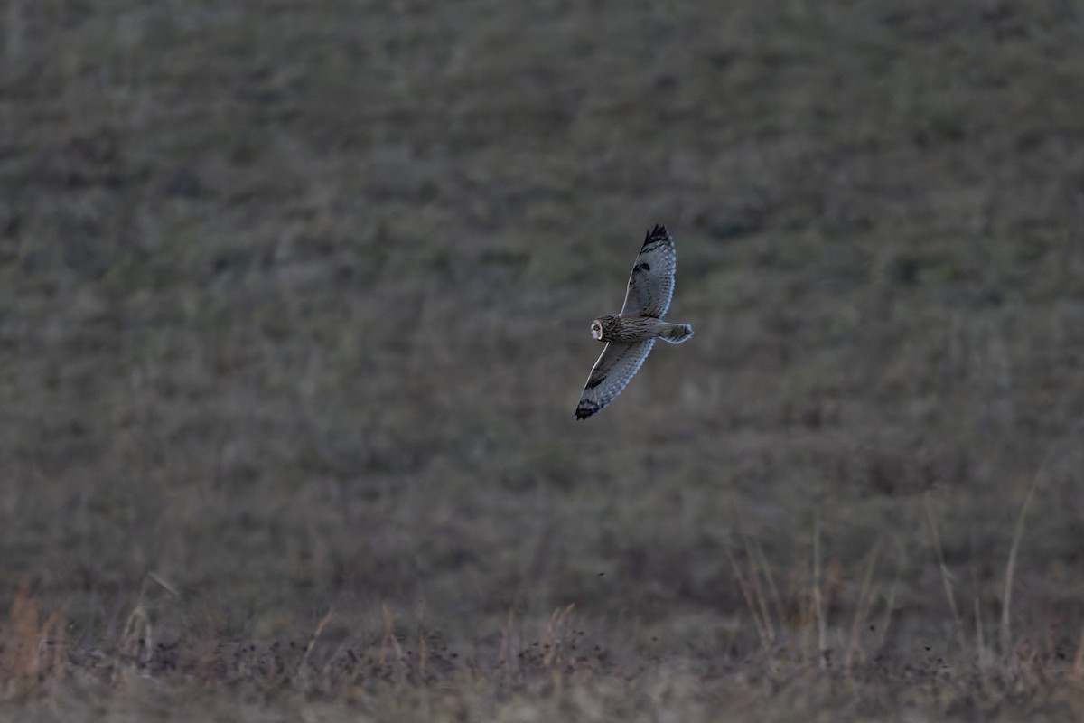 Short-eared Owl - ML647527448
