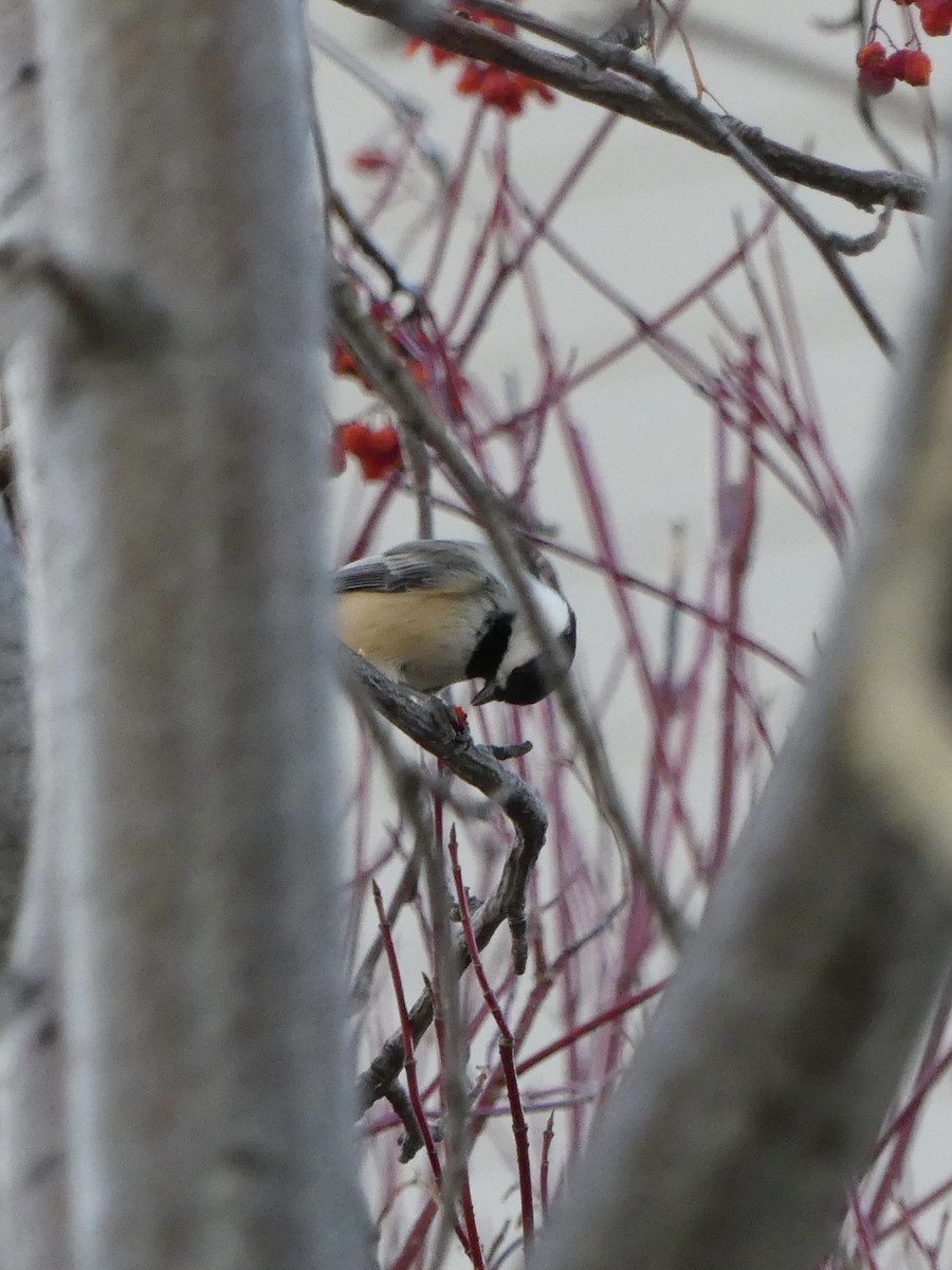 Гаїчка світлокрила - ML647527451