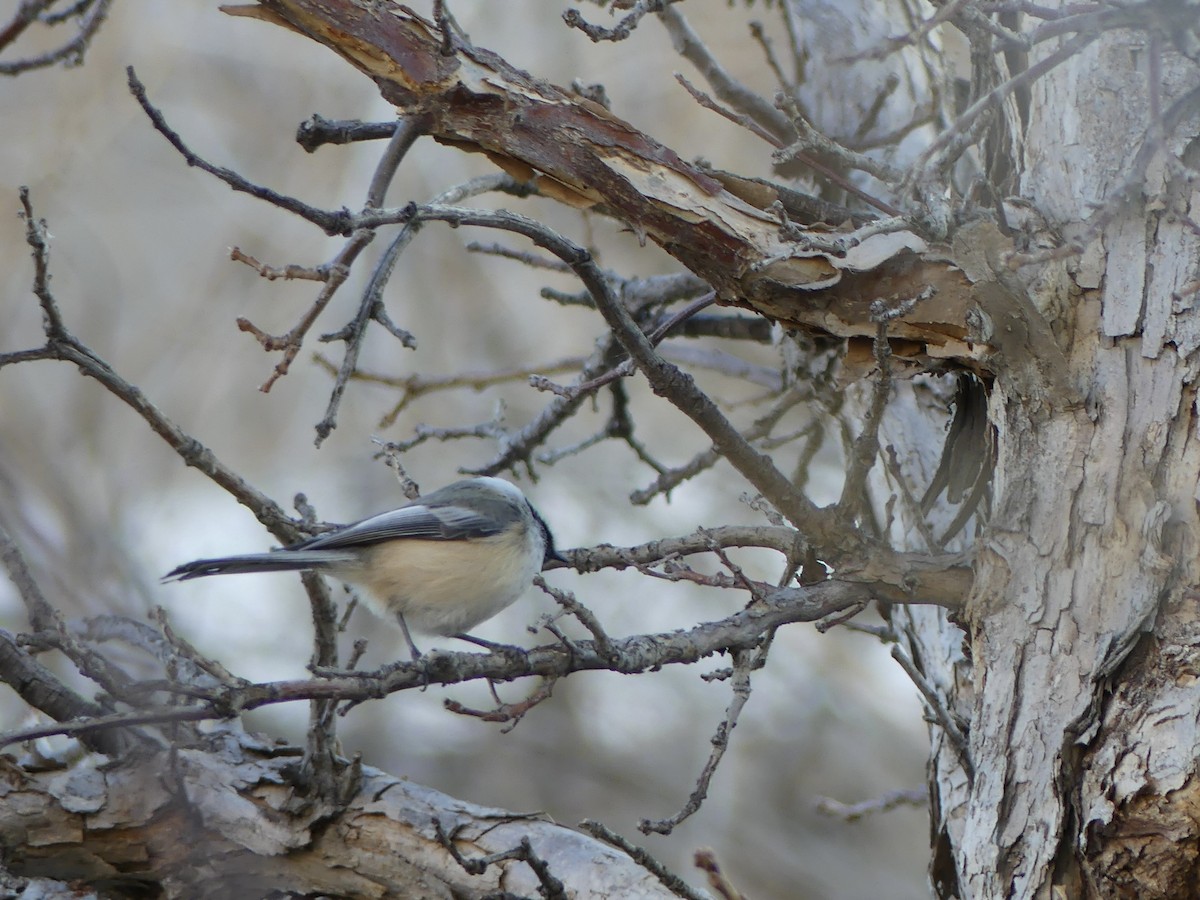 Гаїчка світлокрила - ML647527452