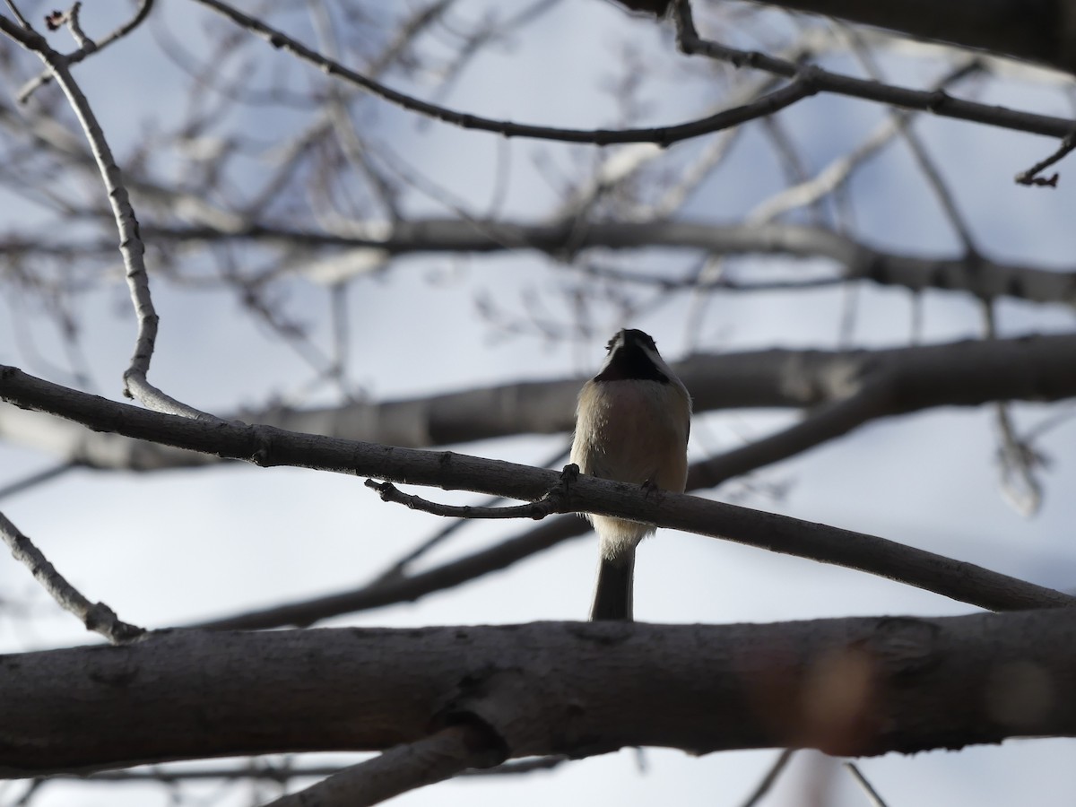 Гаїчка світлокрила - ML647527453