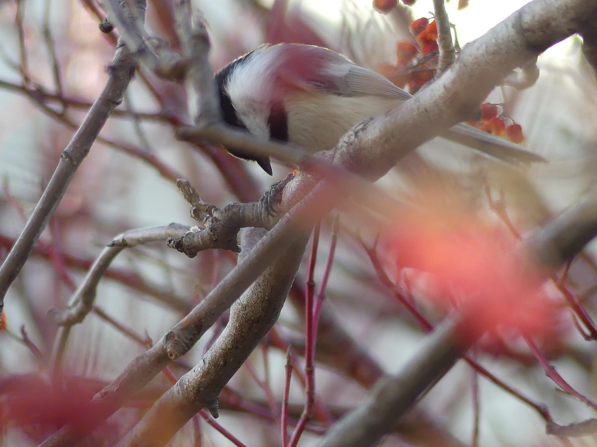 amerikameis - ML647527454