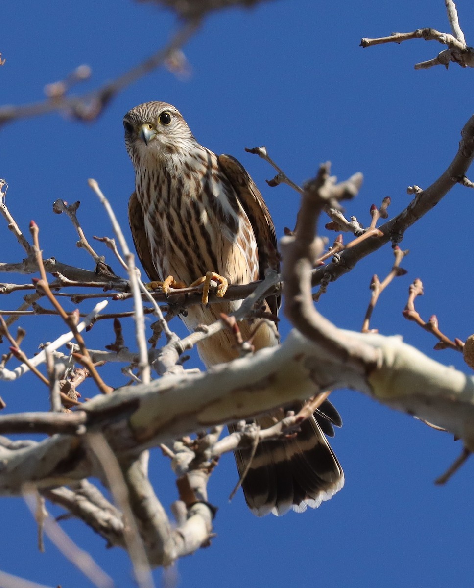 灰背隼 - ML647527460