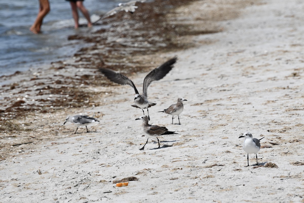 Gabbiano sghignazzante - ML647527463