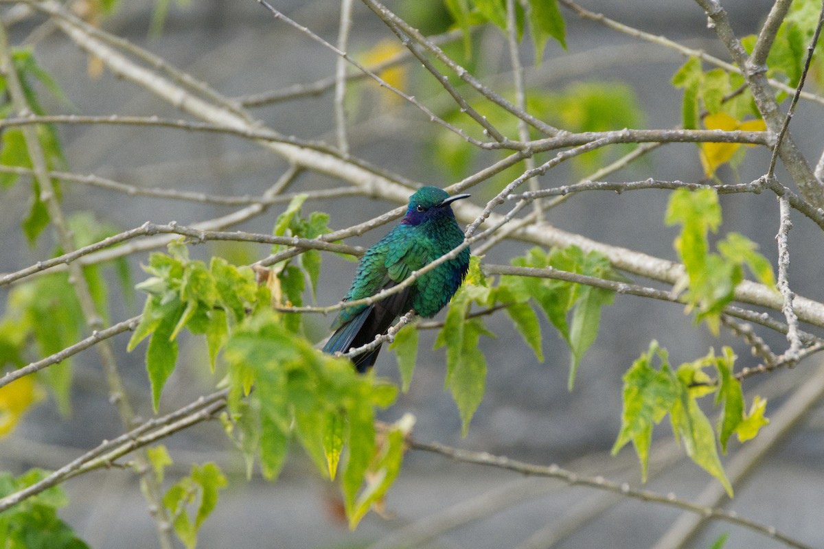 Sparkling Violetear - ML647527469