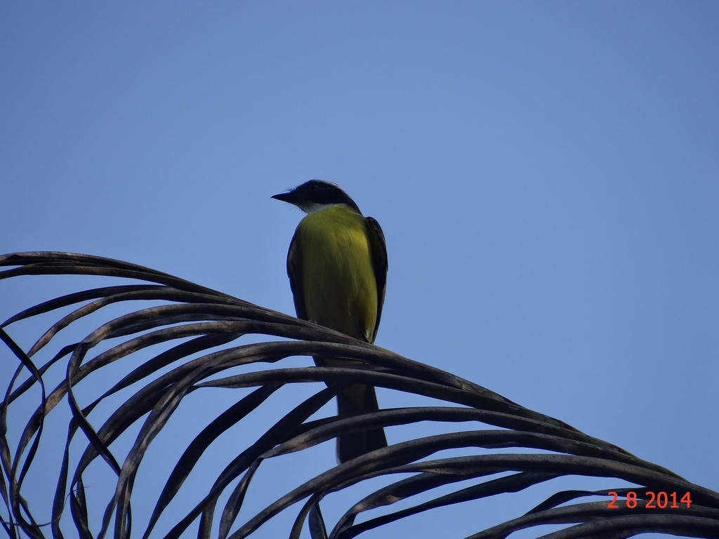 Красношапочный бентеви - ML647527478