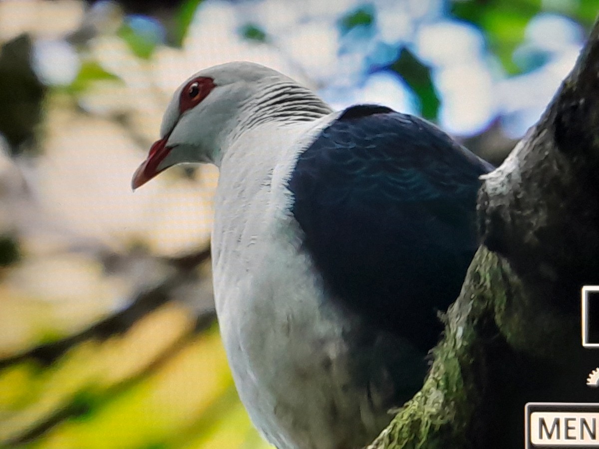 Белоголовый вяхирь - ML647527487