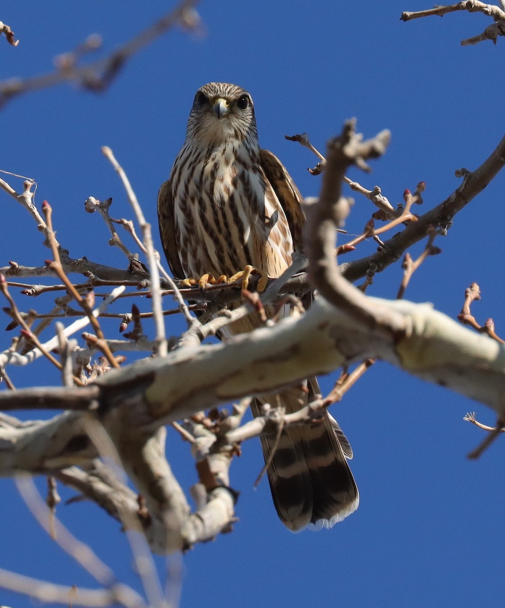 灰背隼 - ML647527488