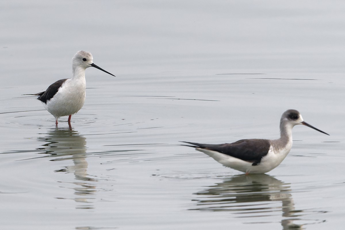 Black-winged Stilt - ML647527490