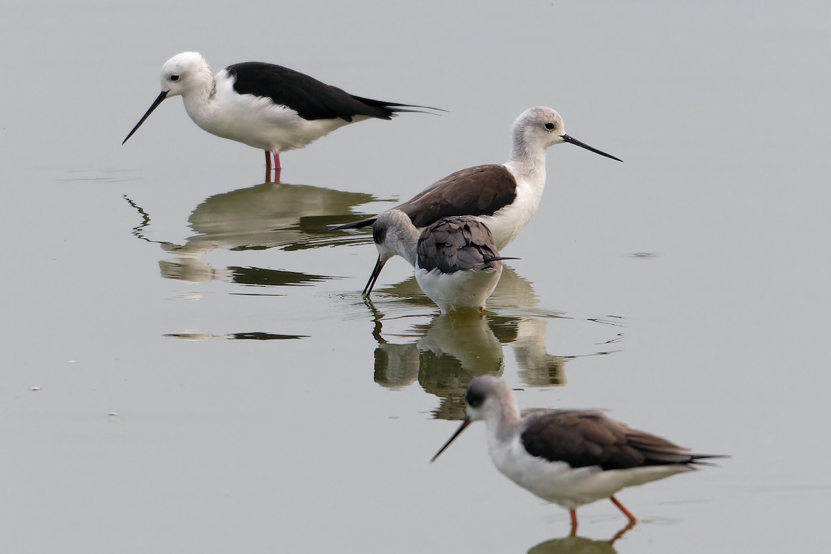 Black-winged Stilt - ML647527501