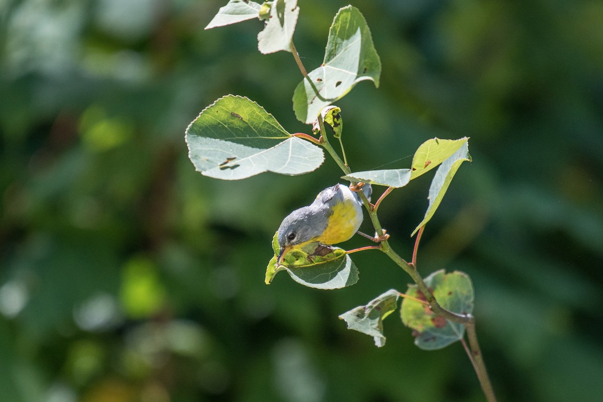 Northern Parula - ML64752751