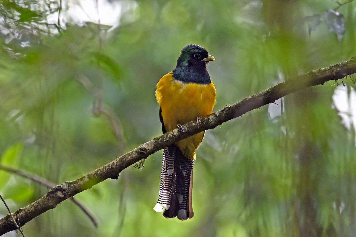 Atlantic Black-throated Trogon - ML647527513