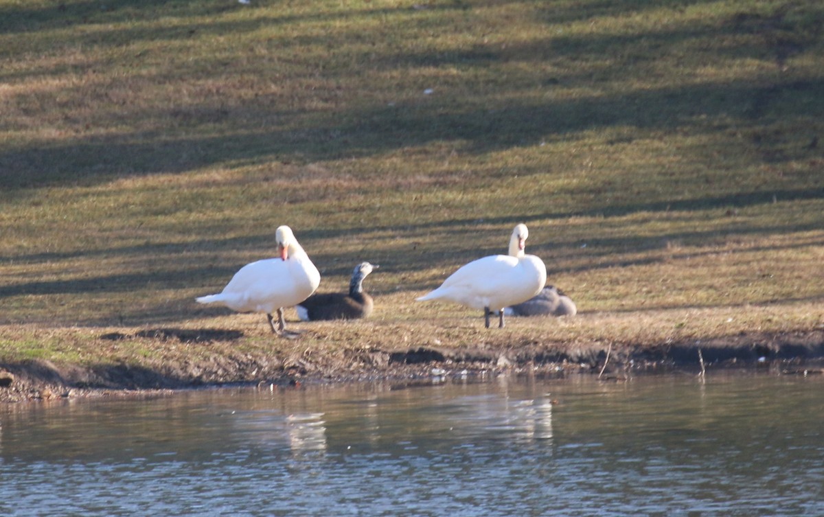 疣鼻天鵝 - ML647527514