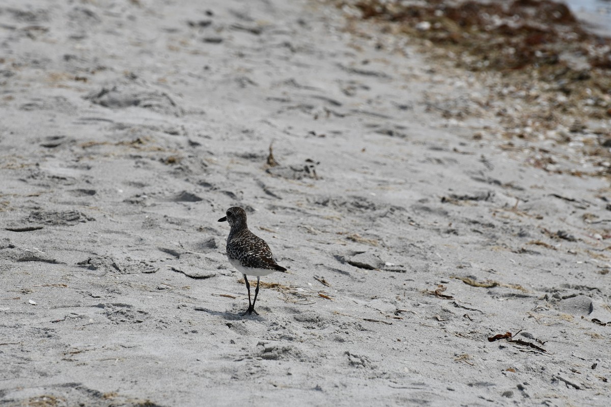 灰斑鴴 - ML647527527