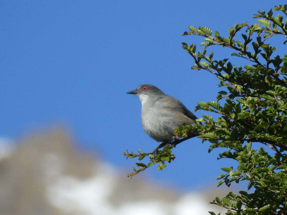 Fire-eyed Diucon - ML647527531