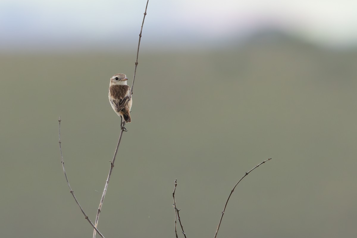 Cock-tailed Tyrant - ML647527532