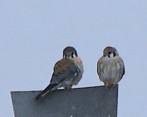 American Kestrel - ML647527539
