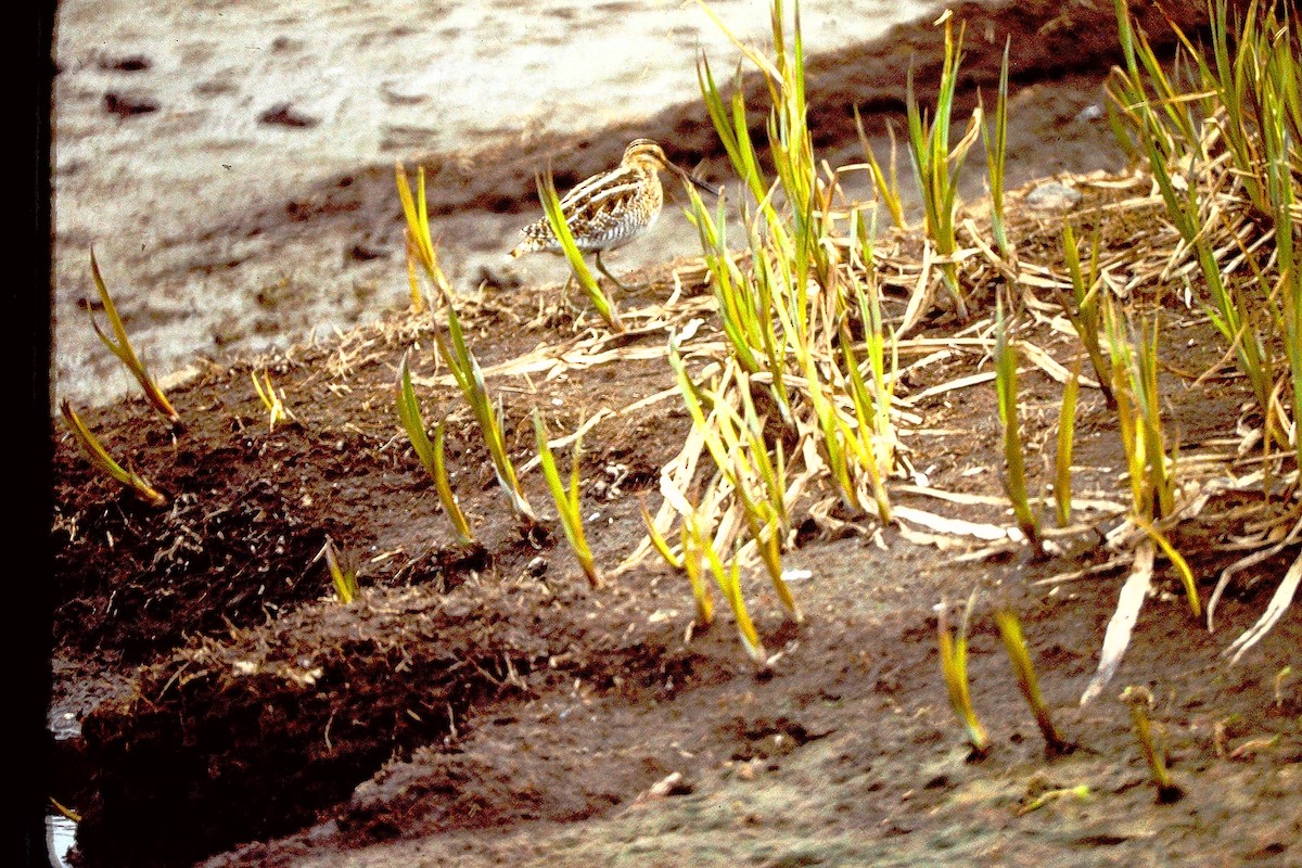 田鷸 - ML647527541