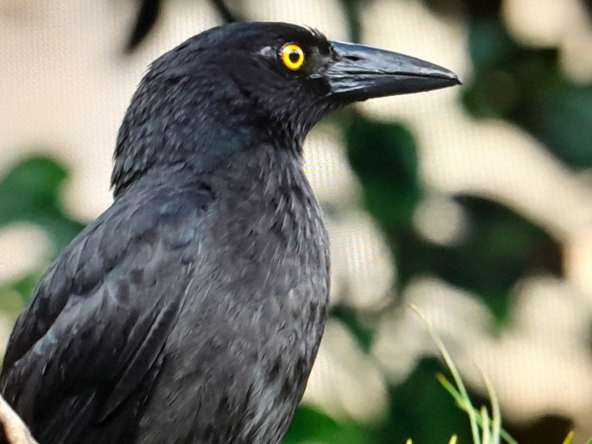Pied Currawong - ML647527542