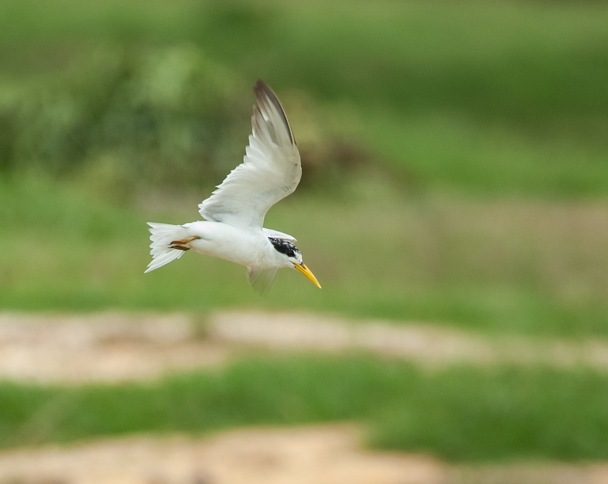 Yellow-billed Tern - ML647527543