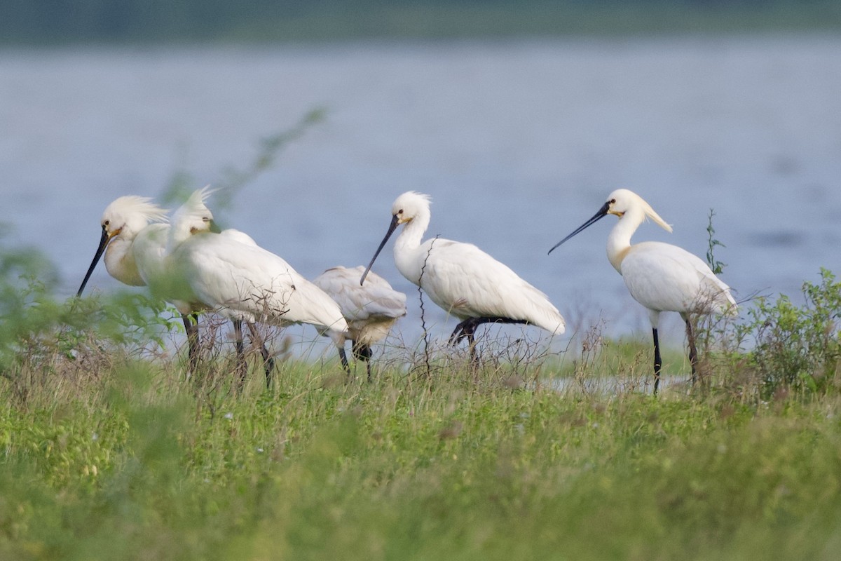 白琵鷺 - ML647527544