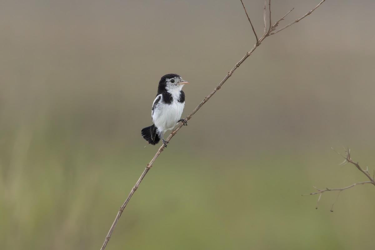 Cock-tailed Tyrant - ML647527545