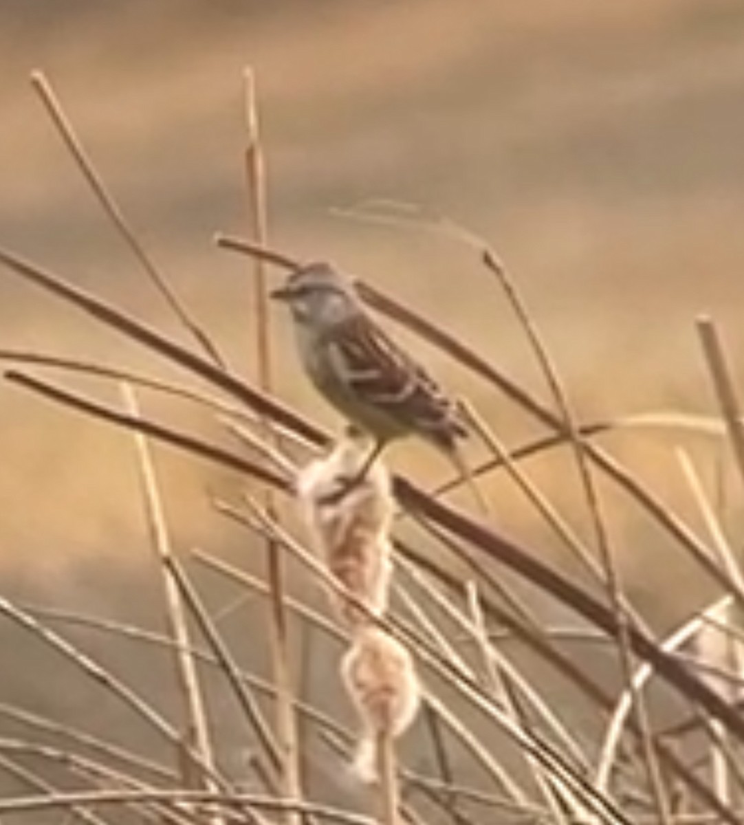 American Tree Sparrow - ML647527547