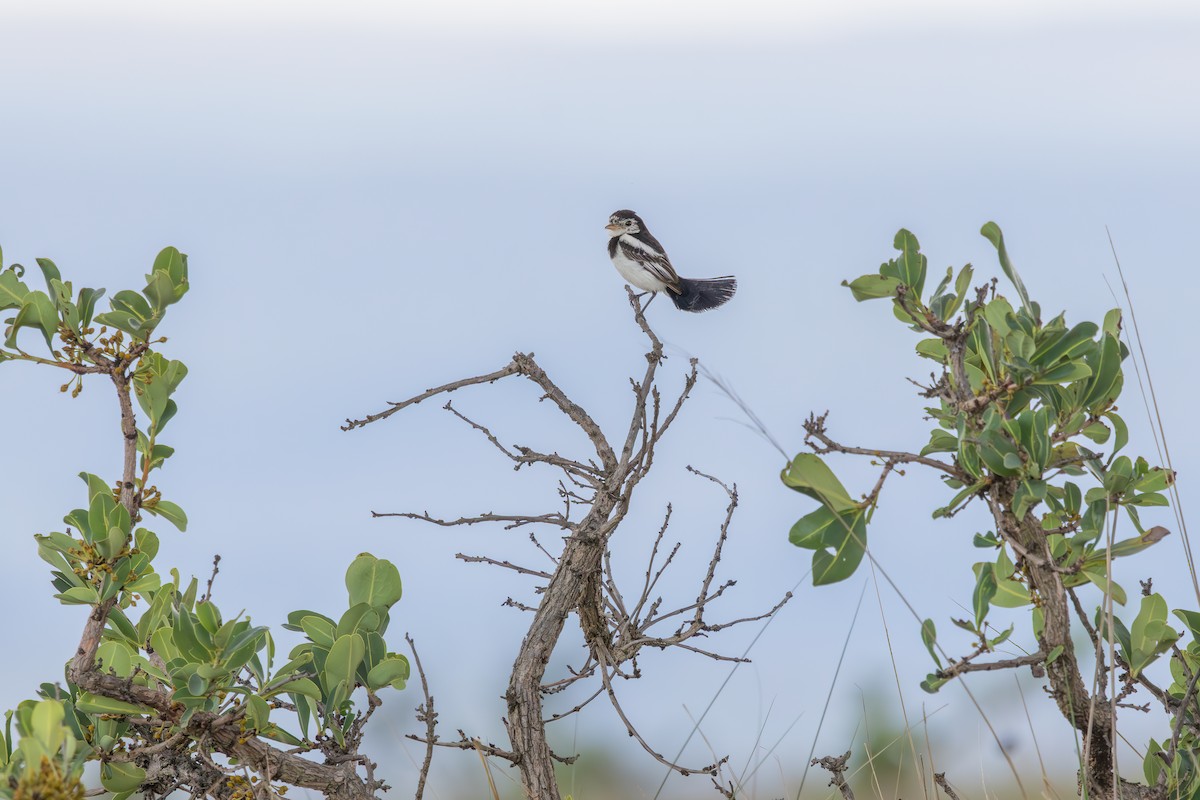 Cock-tailed Tyrant - ML647527548