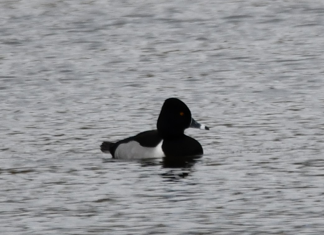 環頸潛鴨 - ML647527549