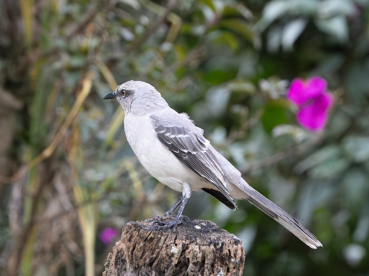 Tropical Mockingbird - ML647527550