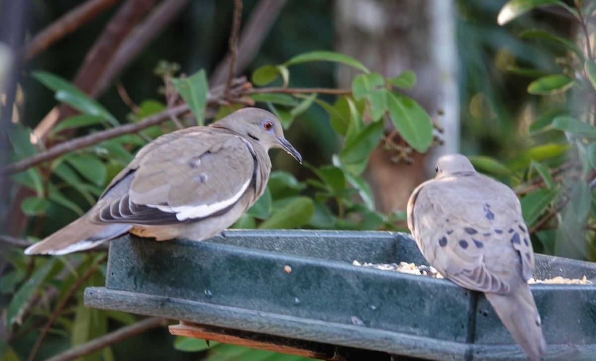 White-winged Dove - ML647527551
