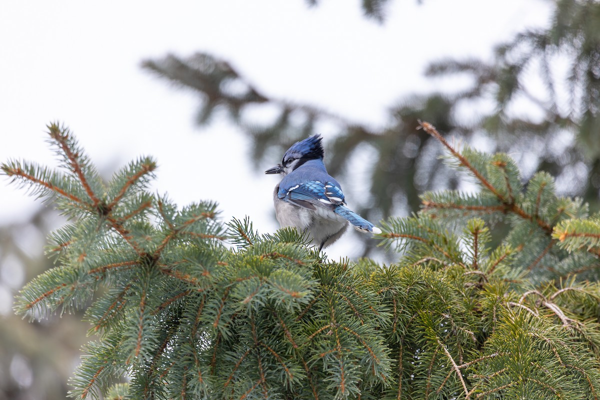 Blue Jay - ML647527552