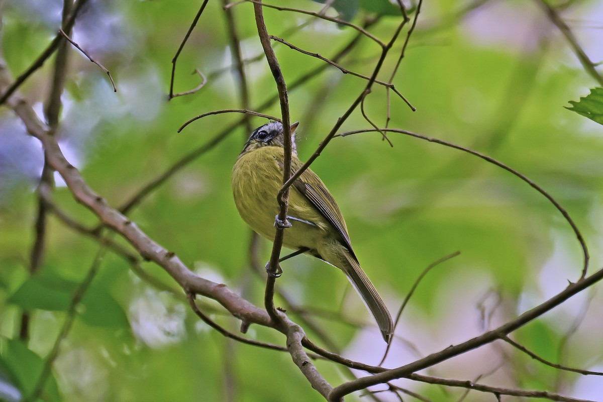 Southern Bristle-Tyrant - ML647527553