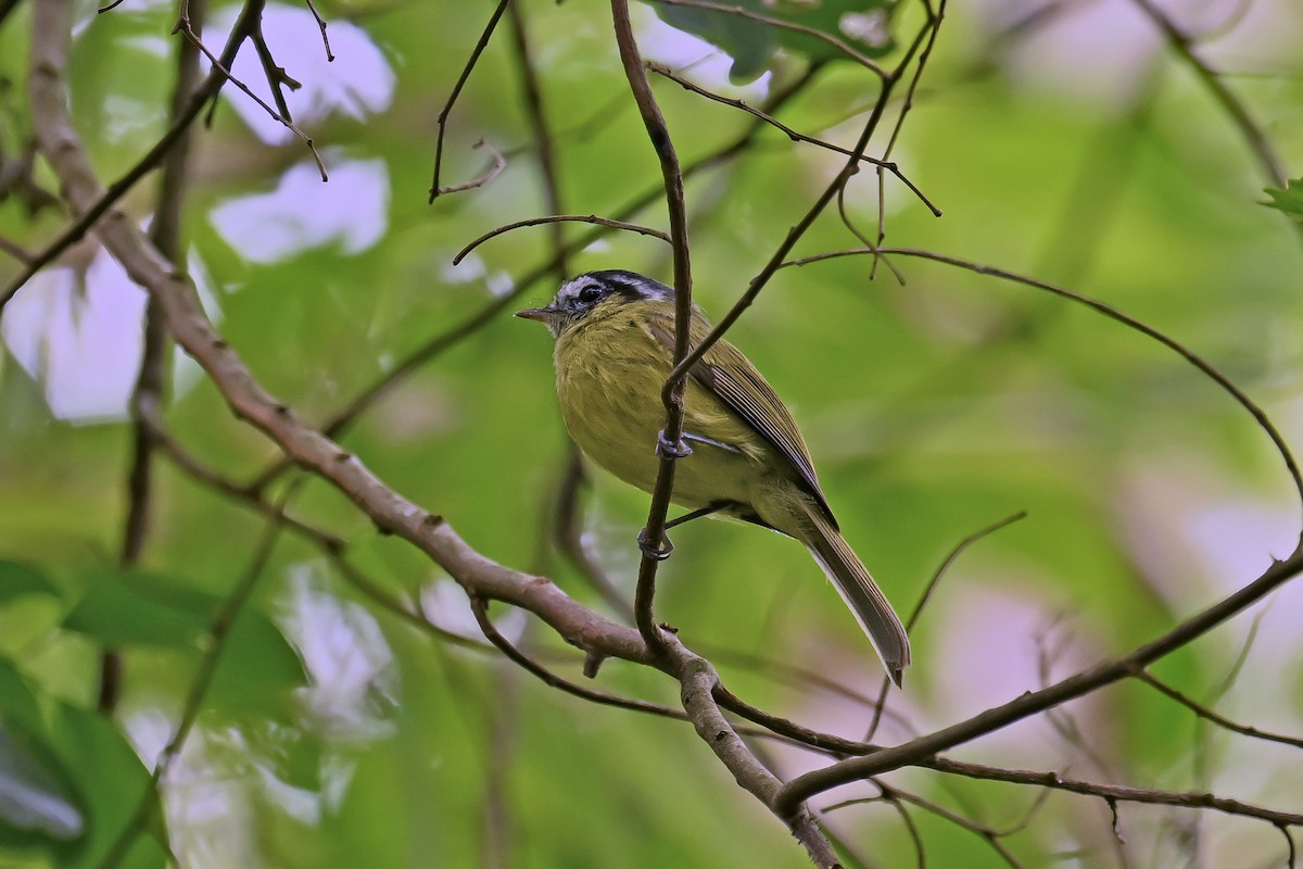 Southern Bristle-Tyrant - ML647527554