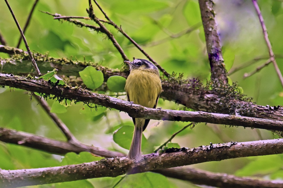 Southern Bristle-Tyrant - ML647527555