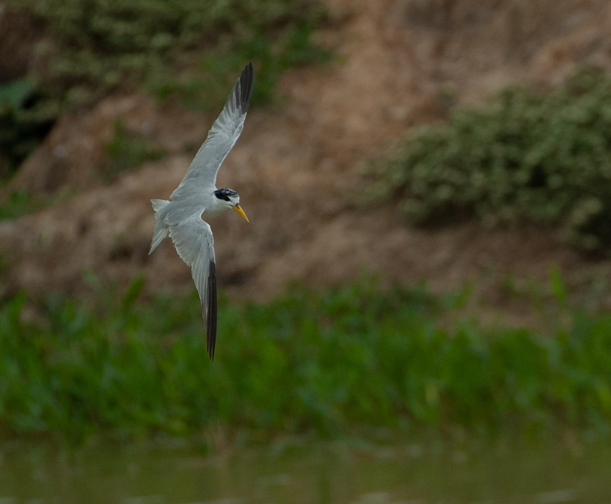 Yellow-billed Tern - ML647527556