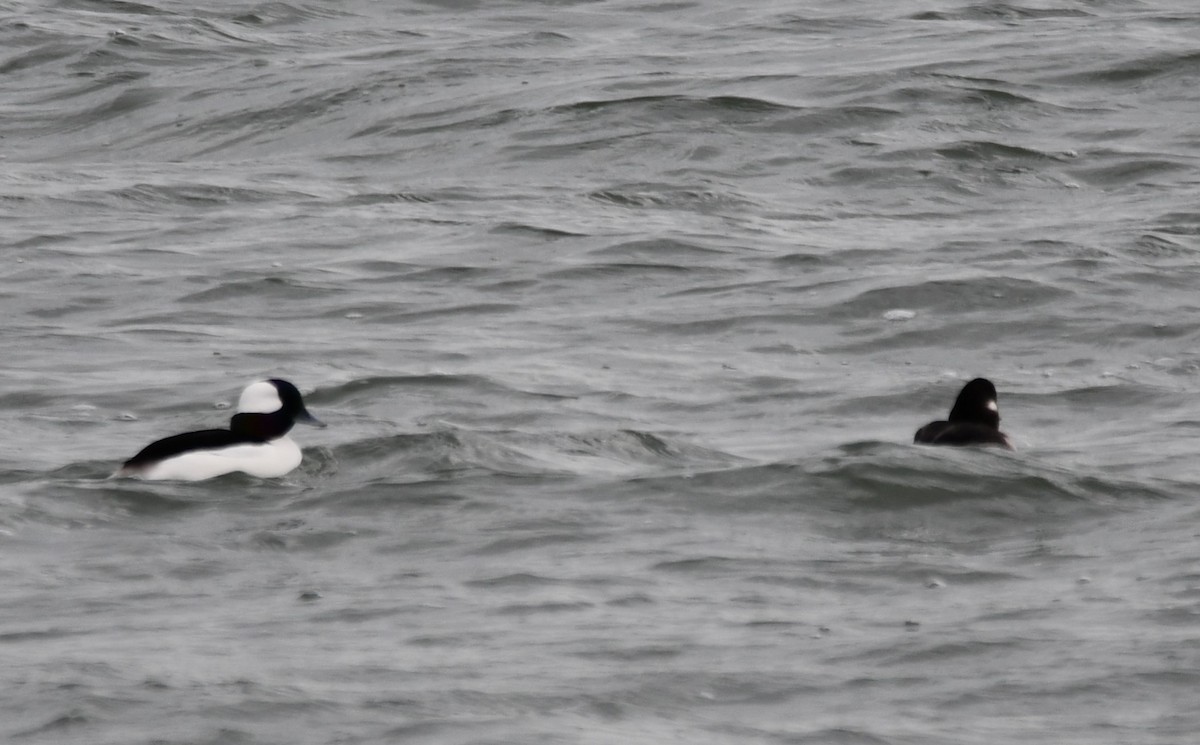 Bufflehead - ML647527558